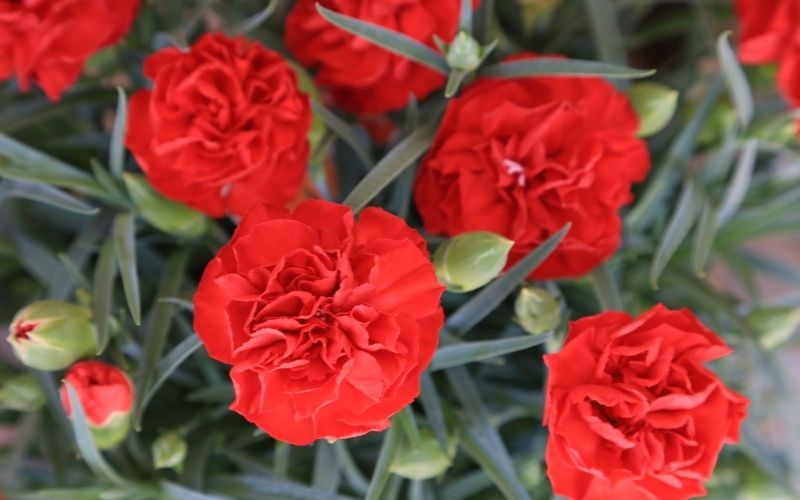 A bunch of red carnations, Spain's national flower