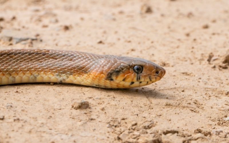 ladder snake zamenis scalaris moving in a ground