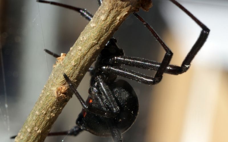 mediterranean black widow running web