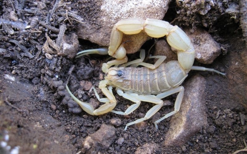 yellow scorpion found under a stone in spain