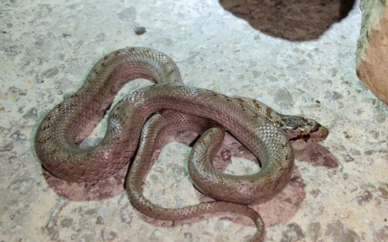 southern smooth snake coronella girondica lying on a floor