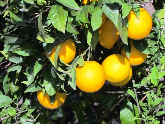 oranges_daimus