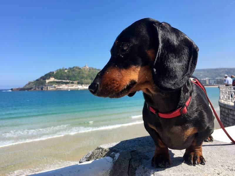 travel to spain with dog from uk