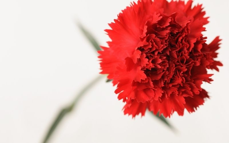 Is the National Flower of Meet Carnation