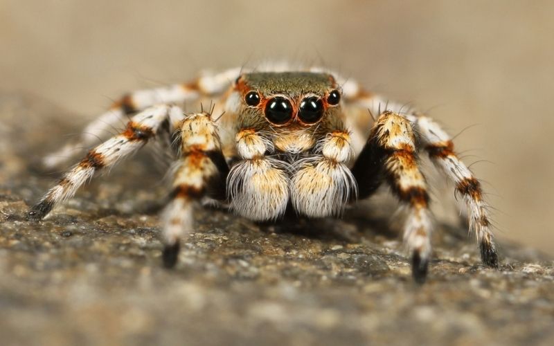 Jumping spider on a tree