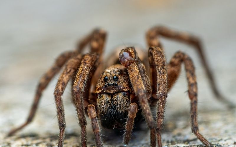 macro shot of a brown wolf spider
