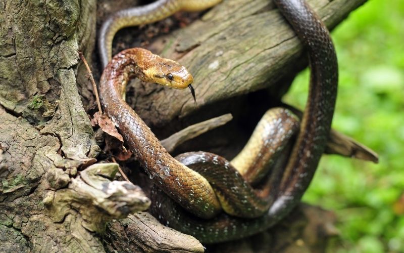 aesculapian snake on a tree stump