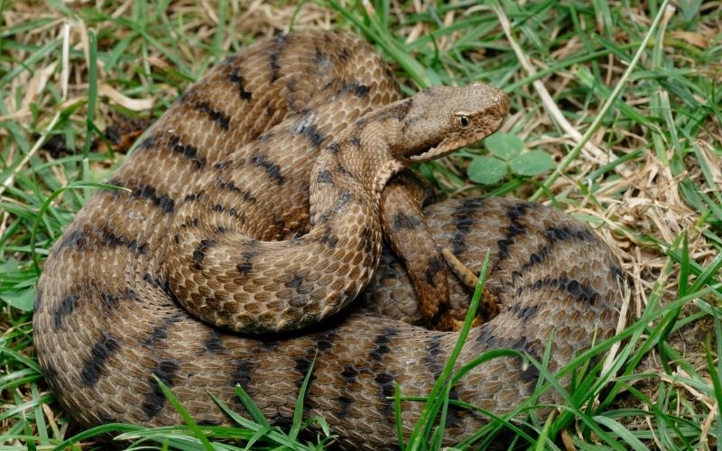 Asp viper resting in a field