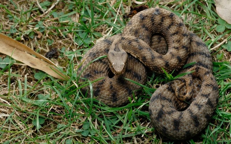 snake in a field