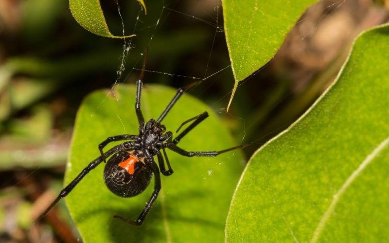 a closeup of a black widow spider in her web