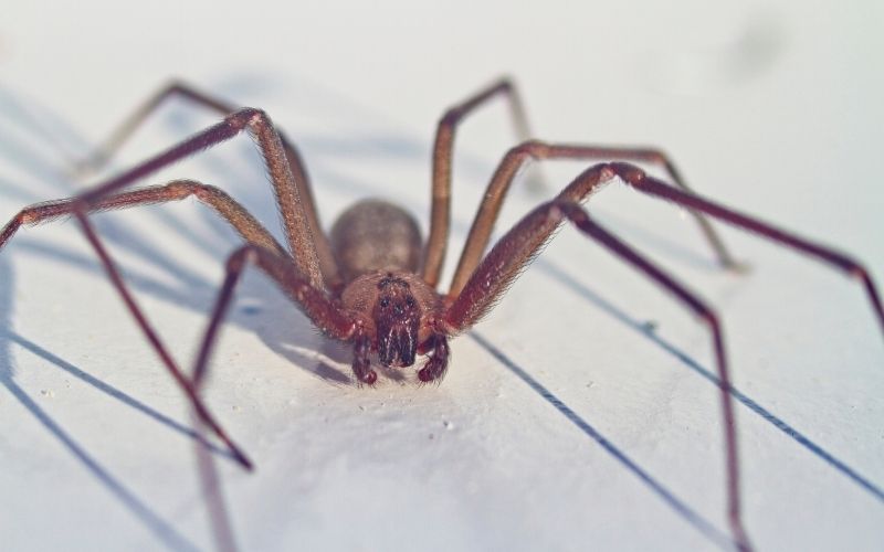 brown recluse spider casting a long shadow