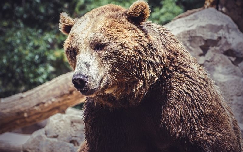 Cantabrian brown bear in a forest