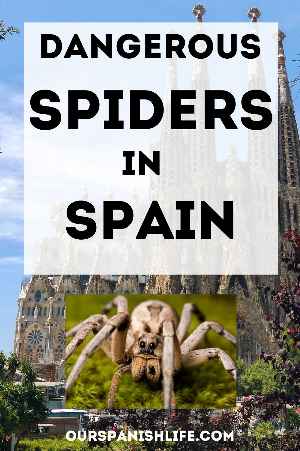Sagrada Familia Cathedral Spain and Wolf Spider