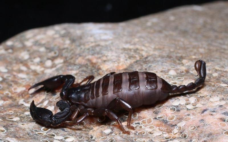 little european black scorpion