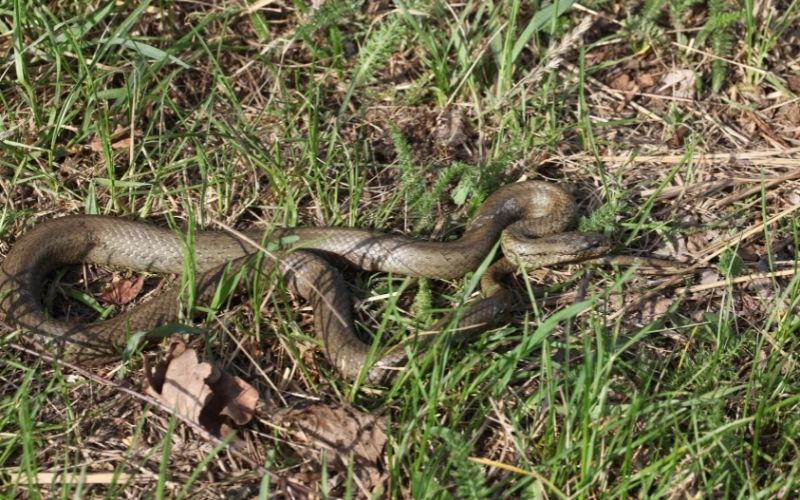 false smooth snake spain