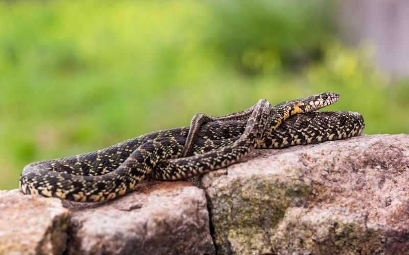 a horseshoe whip snake resting on a stone