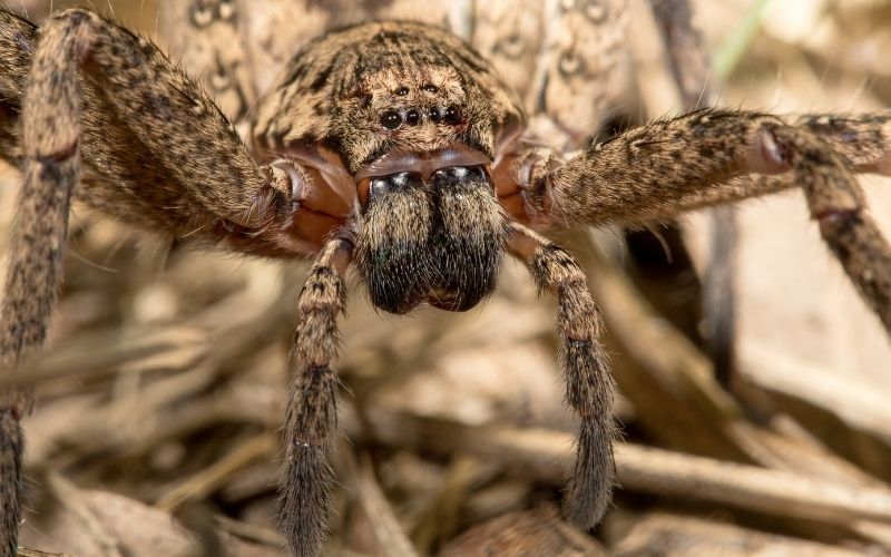 huntsman spider