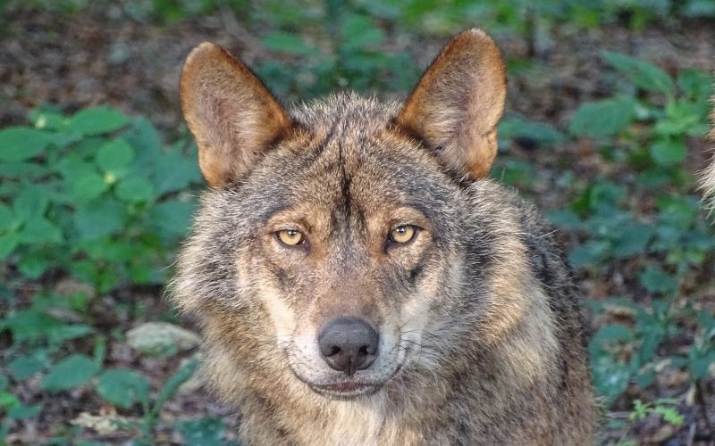 iberian wolf outdoor