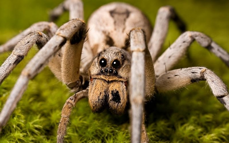 macro view of wolf spider