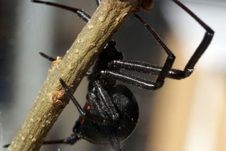 7 Dangerous Spiders in Spain to Be Aware Of