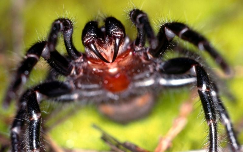 dangerous mediterranean funnel web spider