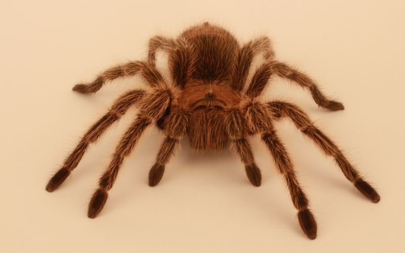 mediterranean tarantula spider on a floor