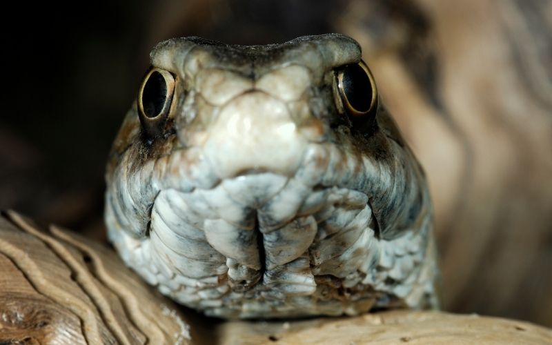 head of montpellier snake