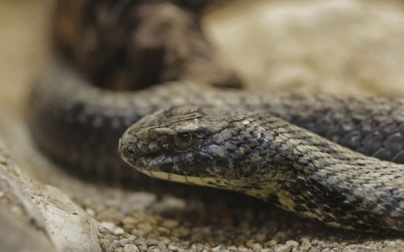 head of montpellier snake spain