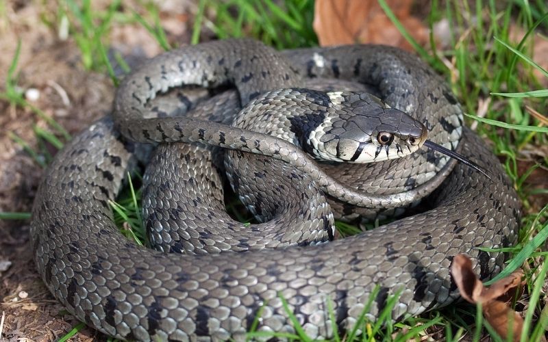 narix natrix grass snake