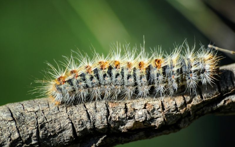 processionary caterpillar climbing the branch of a spain