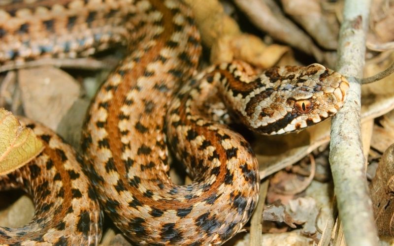 seoane's viper snake resting in the sun