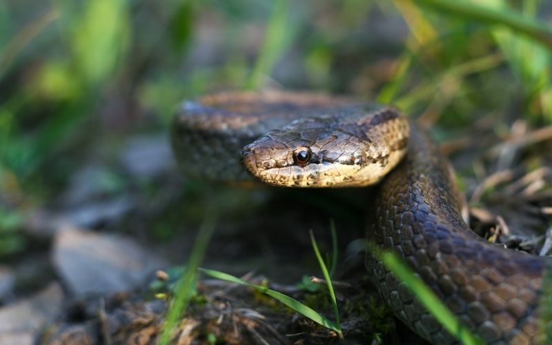 smooth snake in a grass