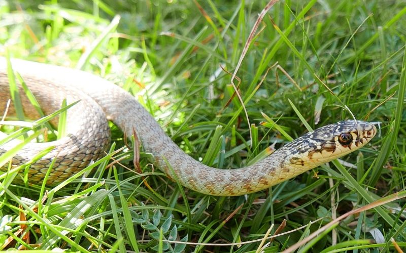 closeup photography of the snake Hierophis viridiflavus, the green whip snake or western whip snake ,pyrenees catalonia Spain.