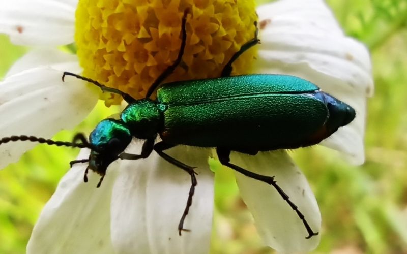 spanish fly on a daisy