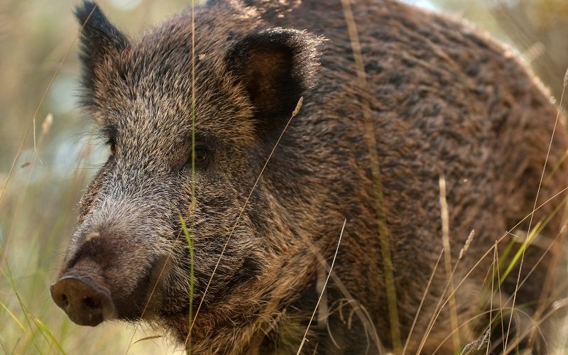 spanish wild boar spain