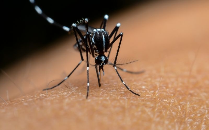 tiger mosquito spain