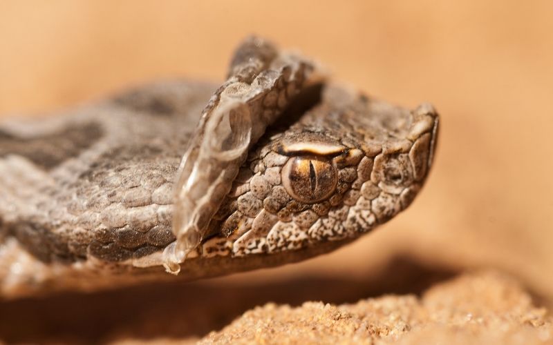 portrait of a snout vipr changing its skin 