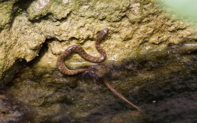 young viperine water snake on a river