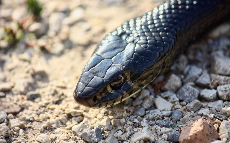 western green whip snake moving in the ground