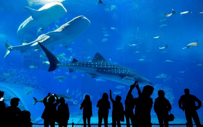 Photo showing underwater animals in blue color and black silhouette of people below