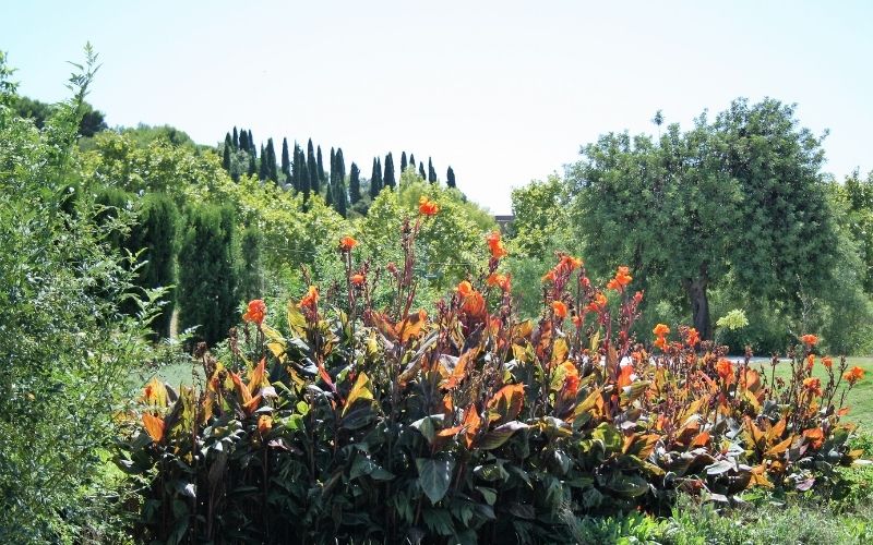 Photo showing a place with many different plants and some small trees