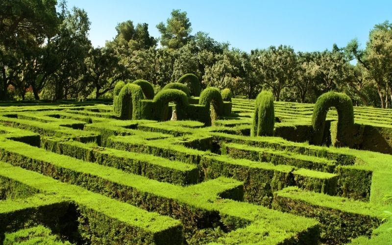 Photo showing green landscape with bushes with tops cut straight.