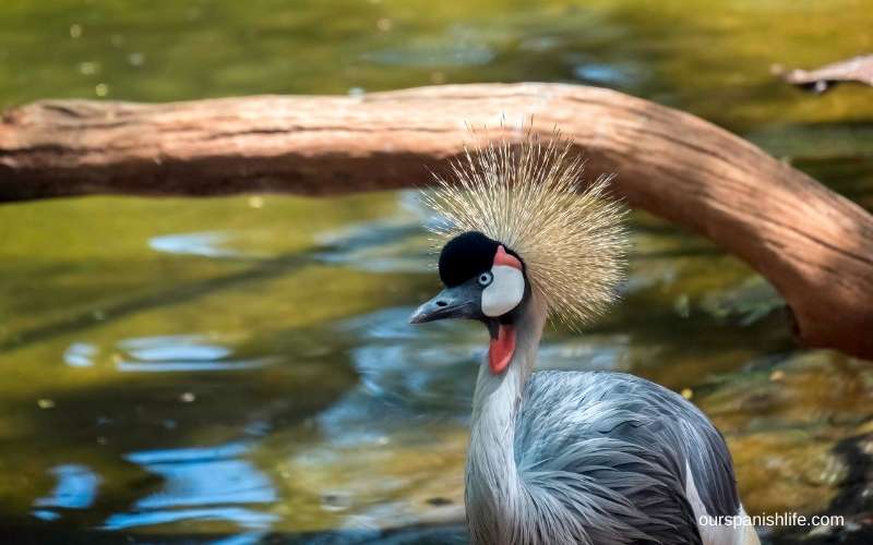 Black crowned crane at Bioparc Fuengirola