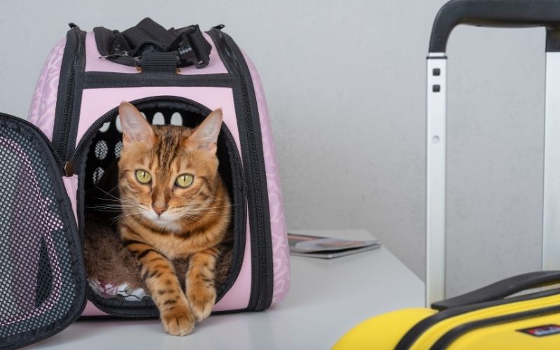 Photo of a cat in its pet-carrier and a yellow carry-on nearby