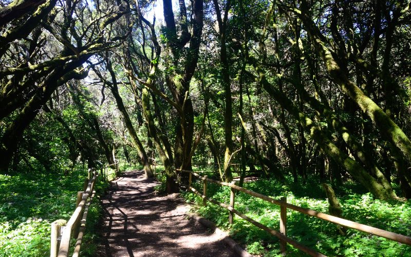 UNESCO World Heritage Sites in Spain_Garajonay National Park, La Gomera